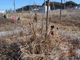 陸前高田ひろば20200125007.jpg