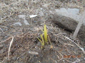陸前高田ひろば20200201021.jpg