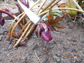 陸前高田ひろば20200222009.jpg