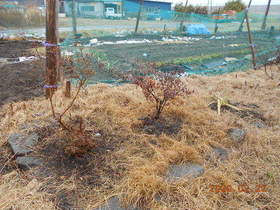 陸前高田ひろば20200222014.jpg