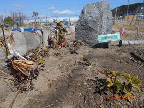 陸前高田ひろば20200307010.jpg