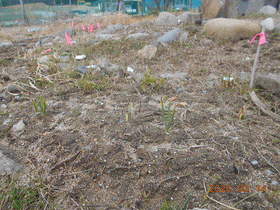 陸前高田ひろば20200314025.jpg