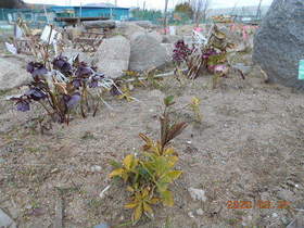 陸前高田ひろば20200321012.jpg