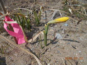 陸前高田ひろば20200321028.jpg