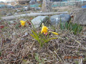 陸前高田ひろば20200321037.jpg