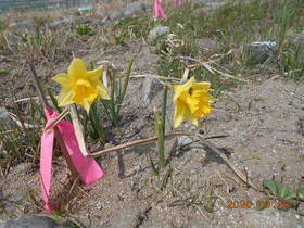 陸前高田ひろば20200328033.jpg