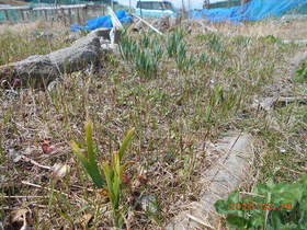 陸前高田ひろば20200328048.jpg