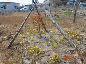 陸前高田ひろば20200328051.jpg