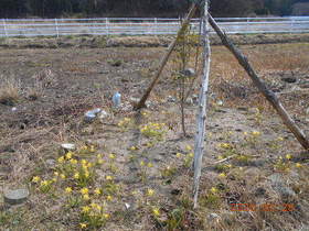 陸前高田ひろば20200328052.jpg