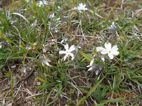 陸前高田ひろば20200404007.jpg