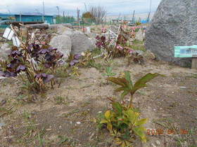陸前高田ひろば20200404011.jpg