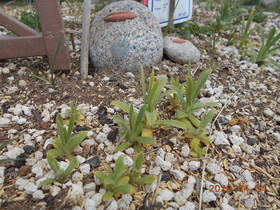 陸前高田ひろば20200404016.jpg