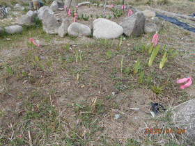 陸前高田ひろば20200404018.jpg