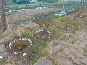 陸前高田ひろば20200404024.jpg