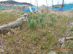 陸前高田ひろば20200404039.jpg