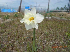 陸前高田ひろば20200404040.jpg