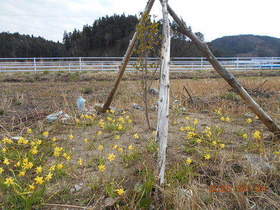 陸前高田ひろば20200404043.jpg