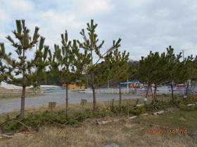 陸前高田ひろば20200404044.jpg