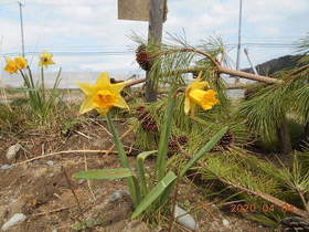 陸前高田ひろば20200404045.jpg
