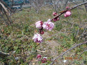 陸前高田ひろば20200411005.jpg