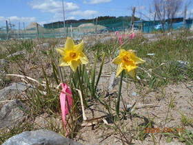 陸前高田ひろば20200411028.jpg