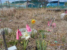 陸前高田ひろば20200411029.jpg