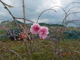 陸前高田ひろば20200425004.jpg