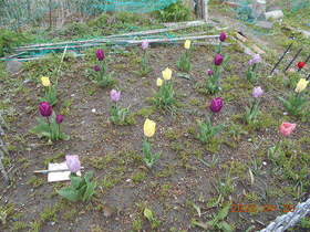 陸前高田ひろば20200425010.jpg