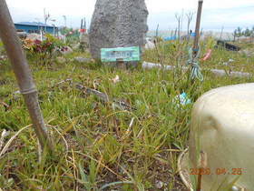 陸前高田ひろば20200425012.jpg