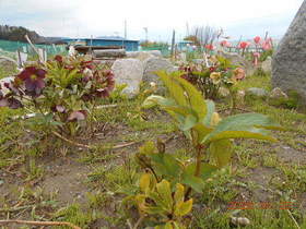 陸前高田ひろば20200425013.jpg