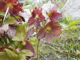 陸前高田ひろば20200425014.jpg