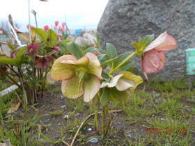 陸前高田ひろば20200425015.jpg