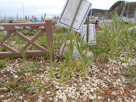 陸前高田ひろば20200425017.jpg