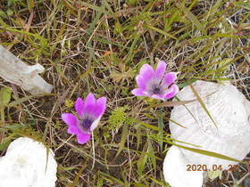 陸前高田ひろば20200425031.jpg