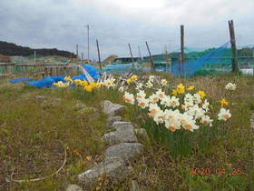 陸前高田ひろば20200425043.jpg