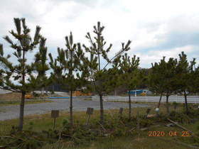 陸前高田ひろば20200425048.jpg