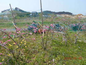 陸前高田ひろば20200502005.jpg