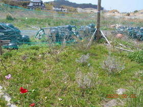 陸前高田ひろば20200502007.jpg