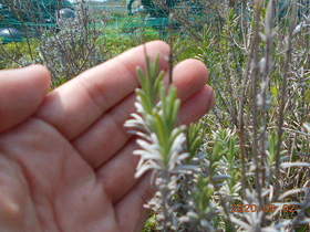 陸前高田ひろば20200502008.jpg