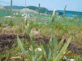 陸前高田ひろば20200502035.jpg