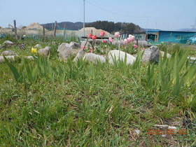 陸前高田ひろば20200502037.jpg