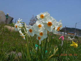 陸前高田ひろば20200502041.jpg
