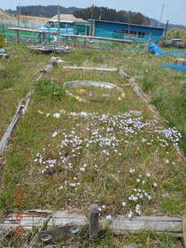 陸前高田ひろば20200502049.jpg
