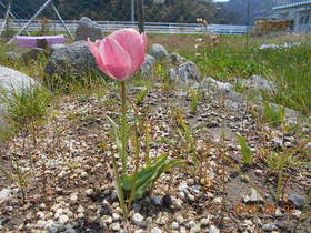 陸前高田ひろば20200502054.jpg