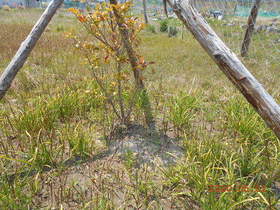 陸前高田ひろば20200502060.jpg