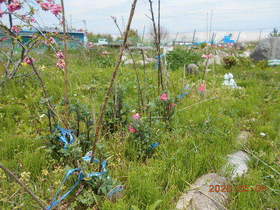 陸前高田ひろば20200504002.jpg