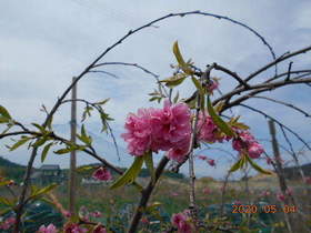陸前高田ひろば20200504004.jpg