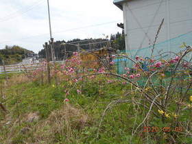 陸前高田ひろば20200504007.jpg