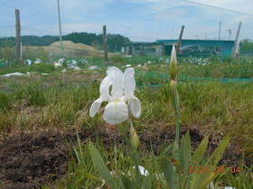 陸前高田ひろば20200504018.jpg