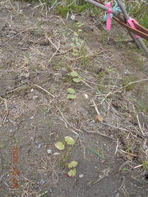 陸前高田ひろば20200504026.jpg